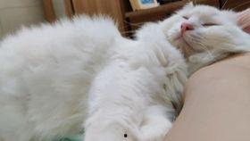 肥猫tv在线观看